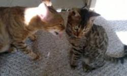 We have a female Bengal kitten available.
She was born in July 10 and she has had all vaccines done.
She is ready to go to her forever home!
She is a beautiful dark-brown spotted girl.
She had plenty of love from her mom and is very curious and playful.