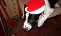 " TAZ " REALLY NEEDS TO FIND A HOME FOR CHRISTMAS ! HE IS A BORDER COLLIE , WHO LOVES TO PLAY AND IS VERY FRIENDLY! HE NEEDS SOMEONE TO LOVE HIM AND GIVE HIM THE ATTENTION HE NEEDS! I AM NOT ACTIVE ENOUGH FOR HIM DUE TO MY ACCIDENT IN WHICH I LOST MY LEG!
