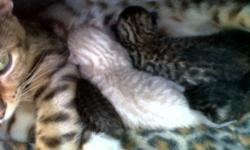 TICA registered bengal kittens! These little ones were born on Nov.8th and will be ready to go just after christma! There are 4 red spotted and 1 SNOW bengal. We have not sexed the kittens yet. Deposits are required to hold your kitten, viewing will start