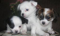 Absolutely adorable, tiny and super soft Pom-Chi puppies for sale. We have both males and females. They are 8 weeks old and ready to go. They come with their first shots, dewormed and vet checked. Father is a pomeranian and the mother is a chihuahua. Very