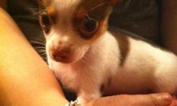 Gorgeous little male chihuahua puppy ready for his new home.
He is Tiny and so is his Mommy, Mommy is only 3 Pounds.
He is -
Pee pad trained
Has been vet checked
Has had his first shots
Has already been de-wormed.
Will Provide Initial -
Puppy Chow
Pee