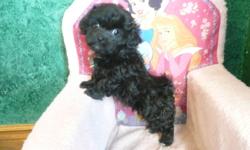 Gorgeous, tiny shih poo puppies looking for loving homes.  The puppies are in my kitchen so they are well used to life with a family.  Well handled by myself and my children.
Puppies will have 1st shots , vet check and deworming done before going to their