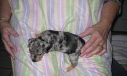For sale tiny teacup  Chihuahua.  The puppy was born on September 27, 2011.  Texas and California bloodlines.  The puppy is exceptionally coloured.  .
1 male light blue merle.  Estimated adult weight 3-4.5lbs. $700.00.  The parents are on site.  The last