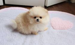 Tiny creme pomeranian girl CREAM PUFF!!
She is 3months old and her weight is 15oz. Her estimated
full grown weight is 2.5lbs.
Her price is $3500.
She is very very affectionate, loves to cuddle and play!
She gets along very well with other dogs and cats.