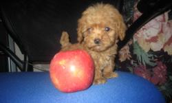 Exceptionally cute little tiny teacup Teddy Bear Poodle puppies!
We have 1 tiny teacup size baby girl and 1 tiny teacup size boy.These little puppies have been raised with children, very friendly ,social and outgoing.Love to play and are paper