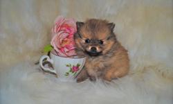 Here available for you is a little baby Purebred Pomeranian girl!!!!
She is 6 weeks old.
She will be Canadian Kennel Club Registered (CKC), Microchipped, Complete first vet health check-up and complete first shots, etc.
And the transfer of ownership of
