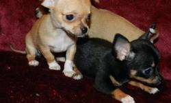 TINY..TINY..TINY..TINY CHIHUAHUA PUPPIES
************************************
READY FOR THEIR NEW HOMES
JUST IN TIME FOR CHRISTMAS!!!!
Very CUTE  & TINY..TINY..TINY Applehead
CHIHUAHUAS...
One little girl already is spoken for...
SO
Only 1 FEMALE ..& 1
