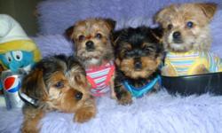 EXTREMELY CUTE BABY MORKIES THESE MORKIES ARE READY FOR THEIR NEW HOME, THEY ARE VERY CLEVER DOGS AND GREAT FOR PEE PAD TRAINING, KNOWN FOR THERE BLACK AND TAN SHINY COATS THAT ARE NON SHEDDING AND HYPOALLERGENIC, THEY ARE ALSO GOOD FOR SMALL OR BIG