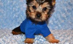 Male Tiny Toy Yorkie $950
All our puppies have been vet checked, De-wormed and received their 1st shots.
Sizes range from 4 to 5 pounds when fully mature.
Call us to book a viewing or for any questions
647-896-9466
No emails or texts please :))