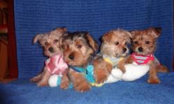 >>>>TINY TOY MORKIES<<<< MALE AND FEMALE AVAILABLE THEY RECIEVED TWO SHOTS, SO YOU WILL SAVE 200$ ON SHOTS. VET CHECKED, DEWORMED, NON SHEDDING AND HYPOALLERGENIC. MATURE TO BE 6-8lbs black and tan 650$ blond 700$ Call now to come see them