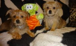 TINY TOY MORKIES
CALL NOW AT: 647-834-8268 +++THEY ARE READY TO GO+++
TINY TOY MORKIES: FEMALE AND MALE AVAILABLE.
+THEY WERE VET CHECKED, DEWORMED, GOT 1ST AND 2ND SHOTS, SO YOU WILL BE SAVING 200$ ON SHOTS.
THE PUPPIES ARE NON SHEDDING AND