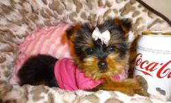 Adorable morkies male and female available, they got 1st shot and were also dewormed and checked by a vet.  They will be 5-6lbs fully grown, They are non-shedding hypoallergenic, affectionate very playful, good with kids and other pets, very loyal and