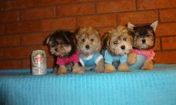 EXTREMELY CUTE BABY MORKIES 
                          (647-834-1940)++++++(647-834-1940)
THESE MORKIES ARE (READY TO GO)
BLACK AND TAN SHINY COATS THAT ARE NON SHEDDING AND HYPOALLERGENIC.
*******THE PUPPIES HAVE BEEN DEWORMED, VET CHECKED AND RECEIVED