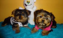 @@@ 647-834-1940 ***READY TO GO *** @@@ 647-834-1940 ADORABLE TINY TOY YORKIES TERRIER FEMALE AND MALE AVAILABLE THE PUPPIES GOT: 1st SHOT ALSO BEEN DEWORMED, CHECKED BY A VET. WILL MATURE TO BE: 6-7lbs PUPPIES ARE: NON SHEDDING, HYPOALLERGENIC, VERY FULL