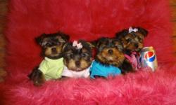 @@@ 647-834-1940 ***READY TO GO *** @@@ 647-834-1940
-ADORABLE TINY TOY YORKIES TERRIER FEMALE AND MALE AVAILABLE THE PUPPIES GOT: 1st SHOT ALSO BEEN DEWORMED, CHECKED BY A VET.
WILL MATURE TO BE: 5-6lbs           PIC:1,2,3,4,5
BORN: AUGUST/30/2011