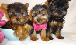 TINY TOY YORKSHIRE TERRIER.  **647-885-0012**647-885-0012**
EXTREMELY CUTE BABY FACE YORKIES READY TO GO NOW.
***FEMALE AND MALE AVAILABLE***
***WILL MATURE TO BE: 5-6LBS.******
 
THE PUPPIES GOT: 1ST SHOT THEY HAVE ALSO BEEN DEWORMED, CHECKED BY A VET.