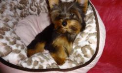 Tiny toy yorkies. 
Ready to go now with a very loving family 416-833-9592. 
Male and female available. 
Dewormed, vet checked, 1st shot, non shedding, hypoallergenic. 
Will mature to be 5-6lbs fully grown. 
100% written health guarantee. 
 I will only