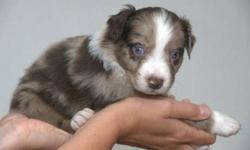 3/4 Toy Aussie puppies very flashy red merle color, reds with blue eyes, 20-25 Max full grown, vet checked,vaccinated, short haired.  Mom is a Toy Aussie dad is a Toy Aussie Fox Terrier, great family dogs, lots of enery and great jogging dogs.
Tri color