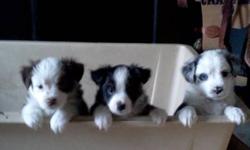 Toy Australian Shepherds pups. Make great family pets/ companions and also working as fly ball, agility or herding just great little dogs. They are smart dogs and great companions. Parents on site micro chipped ,vet inspected reg'd ASDR.  
Blk Tri male