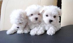 update: only 2 boys are still available
TOY MALTESE PUPPIES
2 BOYS 2 GIRLS READY TO GO NOW
PARENTS:
MOM TOY SIZE MALTESE 5.8 LBS
DAD TEACUP MALTESE 4 LBS
PUPS WILL MATURE TO 4.5 - 6.5 LBS
NON-SHEDDING , HYPOALLERGENIC
COMES WITH:
FIRST SHOT
DEWORMING
VET