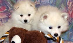 Cute and cuddly - perfect little white Eskies. Full grown sizes will be from 12-16 lbs. Eskimo dogs are super smart - well known for their circus dog performances - tricks, walking a tight rope, etc. They are very loyal family pets and generally get along
