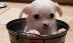 Toy poodle/Chihuahua puppies for sale. Mother is 5 lb white/black poodle, father is all white chihuahua. 2 males 1 female. Home raised. Dogs vet checked and have 1st shots. PLease call Pat 519 938 9235 for more information.