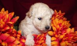 Toy Poodle puppies. Ready in 3 weeks.1 cream females,1 white male,1 sivler female and 1 silver male. Will be vet checked and have 1st vaccination and wormings. Mom is a 9lb Silver toy poodle, Dad is under 5lb white toy poodle.
825.00 includes shipping