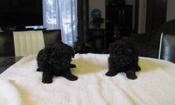 2 toy poodle puppies males
1 st shots and dewormed
$375.00
call 204-822-4562
no emails please