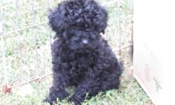 toy poodle puppy
9 weeks old
first set shots and dewormed
1 male black puppy
$350.00
please call 204-822-4562 or 204-823-1182
no emails please