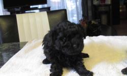 1 male poodle puppy..
1st shots & dewormed
no emails please
call 204-822-4562