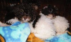2 Females, One Male
Approximately 10 weeks old
** All pups have been vet-checked and have received required vaccinations. They have also been de-wormed and have had flea & tick treatment. Toy poodles are loyal, cuddly dogs and fast learners. They have