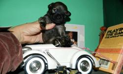 Available soon adorable little (under 10lbs.) Shi-Chi's a mix of shi-tzu and chihuaha. They are only six weeks but dont wait come and pick one out now! Will be vet checked,needled, dewormed and medical papers.