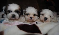 2 MONTHS OLD SHIH TZU PUPPIES
NON-SHEDDIND , HYPOALLERGENIC
2 GIRLS 1 BOY, MATURE TO 8-11 LBS
LEFT - BOY
MIDDLE - GIRL
RIGHT - GIRL
ASKING FOR $395 EACH PUP
COMES WITH:
1ST SHOT
DEWORMING
VET CHECK PAPER
1 YEAR HEALTH WARRANTY
PUPPY FOOD
CALL FOR VIEWING