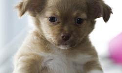 Long haired Chihuahua Mixed with Havanese: is the Cheenese.
Since, both the lineages belong to small dogs, the resulting breed is also small in size-about 7-12 lbs. These designer dogs are more affordable than purebred dogs and may be hardier than their