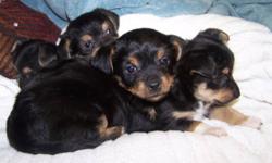 Toy Yorkie/Chihauhau Cross Puppies Ready Nov.5th
 
3 boys and 1 girl. These puppies are perfect family puppies, very active and high energy.
 
These puppies are super cute, fuzzy and friendly. One girl and one boy are a little shier while the other two