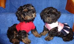 >>>>TOY SIZES YORKIPOO<<<< YORKIPOO TWO MONTH OLD, MALE AND FEMALE AVAILABLE, YORKIPOO'S ARE NON SHEDDING AND HYPOALLERGENIC, FULL, FLUFFY, SOFT COATS. **** VET CHECKED, DEWORMED, 1st SHOT.*** WILL MATURE TO BE 8-10LBS. PUPS GO HOME WITH 2 GUARANTEE AND A