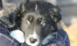 I have 5 border collie puppies for sale.  Mom and Dad are both border collie.  Mom is a tri colour and dad is traditionally coloured with a tri colour father.  These pups are well socialized with children, cats and we are working on them with horses.