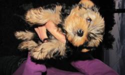 We have 2 cute and cuddly purbred yorkie puppies left to find their new homes.They are ready to go anytime.They have had their tails docked, dew claws removed, first set of shots, deworming and vet checked.Our little male Remi is 3lbs. He has what the vet