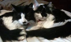 Two beautiful cats approx 7 yrs old. I have a new baby that is making my cats miserable. They are full of personality and need a home that can give them the attention they deserve. Argyle (male) will meet you at the door when you come home. Callie