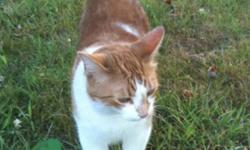 Petey is an orange and white short fur neutered cat. Nermal is a multi-coloured short fur spayed cat. They're both loving cats who are very shy until you get to know them. They're used to being outdoor cats but also have been strictly indoor cats for the
