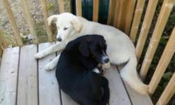 Courtesy Post - looking for a permanent loving home:  Black dog approximately a year old and a Cream Coloured Female Puppy approximately 6 months old.  Both are very friendly, love cuddling, get along with other animals in the house, playing, doing well