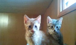 I have two cute, playful kittens, that need lovin homes. Both are house broken.
 
Email me if you need a kitty