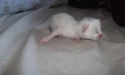 I have 2 kittens to go to a good home, i believe they are bolth girls.
they were just born yesterday so they wont be ready to go to their new homes untill the middle of december.
e-mail for info.