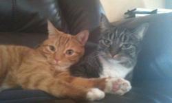 Two 6-yr old indoor cats to give away to good home.
1 male (named Harley; orange/white), 1 female (named Scout; black/grey/white).
Both are fixed, de-clawed, and tattooed; have been together since birth.
Both cats are very friendly, affectionate, and good