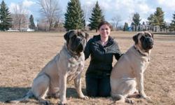 Two male purebred English Mastiffs 2.5 years old for sale.  Due to unfortunate circumstances, a new job which requires much travelling and a move to a much smaller house, we are no longer able to properly look after our dogs. We decided to charge a