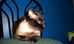 I am looking to re-home two loving Pure-Bred Siamese cats. One Blue-Point male, one Seal-Point female. Both cats are unfixed. Please note that we are looking for $75 for each cat. The male is 7 years old and the female is 2 years old. Both cats are