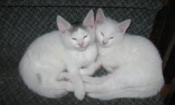 $40.00 each
Very Healthy
Litter trained
Very affectionate
Male -  Solid White
Male  - White with Grey Patch