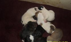 VALLEY BULL PUPPIES, 4 MALES,3 FEMALES.  BOTH MOTHER AND FATHER ARE VALLEY BULLS. MOM AND DAD ARE VERY WELL MANNERED, LAID BACK KIND OF DOGS, THEY MAKE GREAT PETS.PUPPIES WILL HAVE FIRST SET OF NEEDLES/AND  DEWORMED . FOR MORE INFO PLEASE CALL