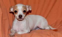 What a pleaser
White with short hair and tan markings around the eyes.
He has had his 1st set of shots and is eating hard food.
He is very calm and good with other Chihuahua.
Expect him to be in the 4lb range when full grown.