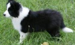 Very lovely purebred border collie female puppy looking for a good home. Both parents are champion. Akc registered. If interested pls contact me.
Here is the website to view her mom and dad. Her mom's name is Rory. Father's name is Slate.